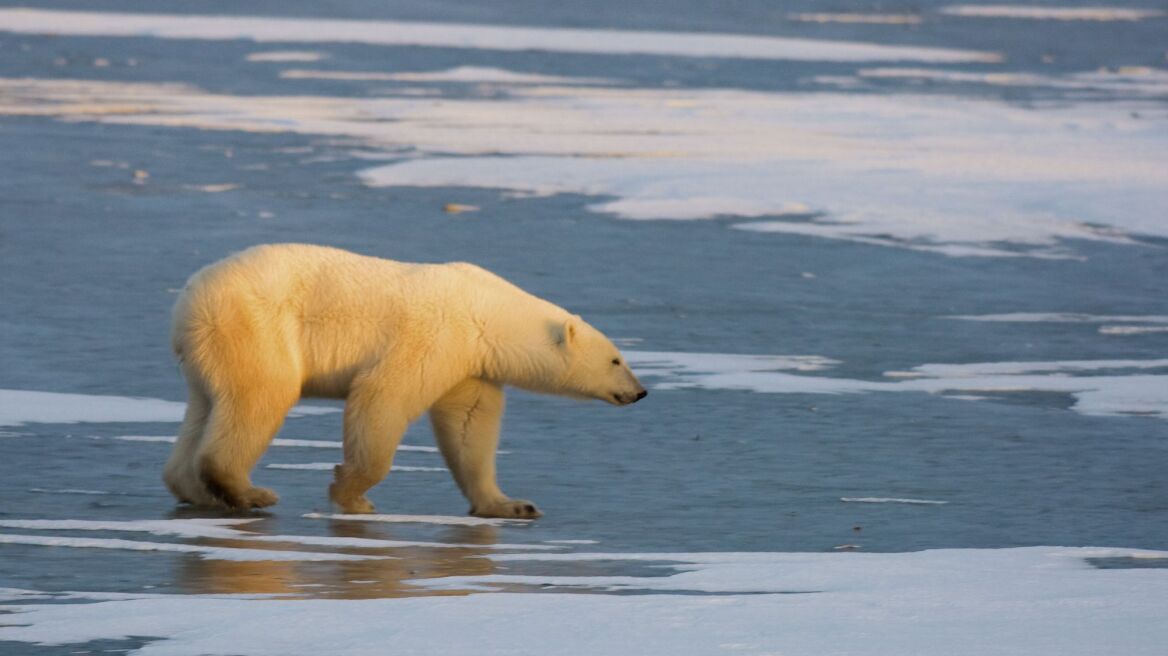 Γιατί οι πολικές αρκούδες εγκαταλείπουν την Αρκτική